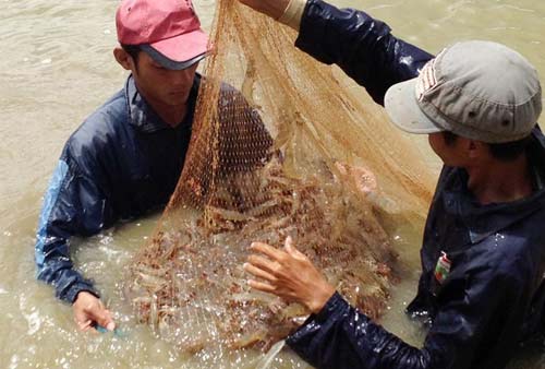 Tôm tăng giá, nông dân miền Tây thu hàng trăm triệu đồng/vụ - 3