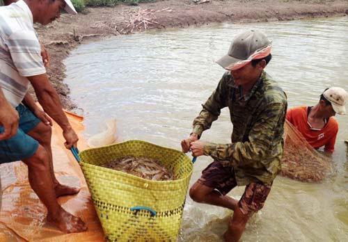 Tôm tăng giá, nông dân miền Tây thu hàng trăm triệu đồng/vụ - 4