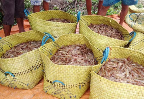 Tôm tăng giá, nông dân miền Tây thu hàng trăm triệu đồng/vụ - 5