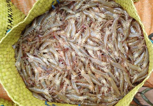 Tôm tăng giá, nông dân miền Tây thu hàng trăm triệu đồng/vụ - 6