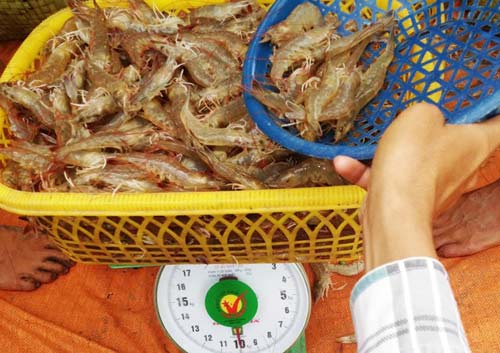 Tôm tăng giá, nông dân miền Tây thu hàng trăm triệu đồng/vụ - 7