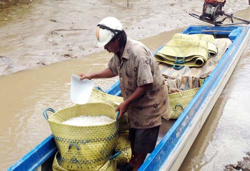 Tôm tăng giá, nông dân miền Tây thu hàng trăm triệu đồng/vụ - 8