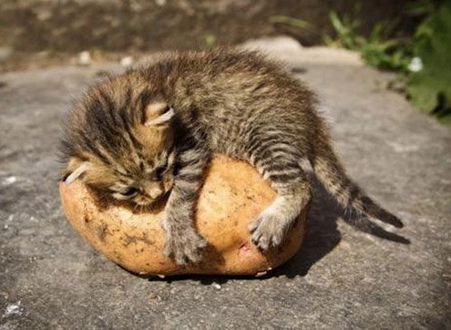 Một chú mèo con đáng yêu cùng với một củ khoai tây. Cả hai đều là những thứ giản đơn nhưng lại đủ để khiến bạn cảm thấy hạnh phúc và cảm động. Chắc chắn bạn sẽ không muốn bỏ lỡ hình ảnh đầy cảm xúc này.