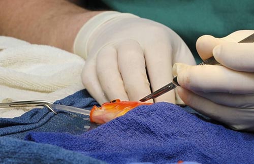 Phẫu thuật khối u cho “bệnh nhân” cá vàng 10 tuổi - 1