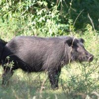 Cẩm nang tìm việc - Mày mò nuôi lợn rừng sạch, đút túi hàng trăm triệu đồng