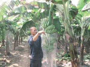 Thị trường - Tiêu dùng - Trồng chuối xây nhà lầu, mua xe hơi