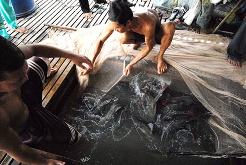 Đua nhau nuôi cá lăng nha đuôi đỏ ở miền Tây - 2