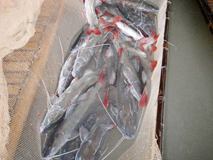 Thị trường - Tiêu dùng - Đua nhau nuôi cá lăng nha đuôi đỏ ở miền Tây