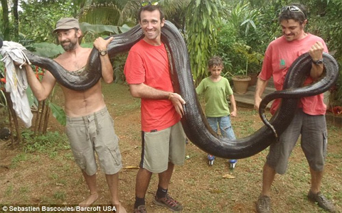 Thầy giáo dạy Toán bắt được con trăn dài hơn 5m - 1