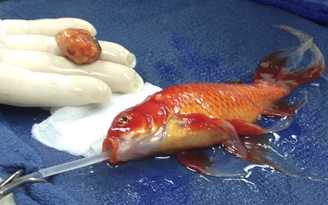 Một con cá vàng cảnh 10 tuổi tên George đã được cắt bỏ khối u tại bệnh viện thú y Lort Smith ở Melbourne (Úc). Quá trình này kéo dài 45 phút và được mô tả là vô cùng khó khăn. George được gây mê bằng nước pha với thuốc, sau đó các bác sĩ cắt bỏ khối u và dùng keo mô để khâu các vết thương kèm với thuốc kháng sinh lẫn thuốc giảm đau.
