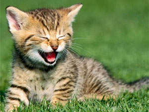 Bạn trẻ - Cuộc sống - Việt kiều thịt mèo hàng xóm vì nhớ "hương vị quê hương"