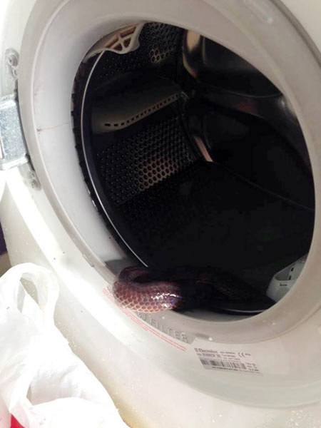 TPHCM: Hoảng hồn phát hiện rắn hổ trong máy giặt - 1