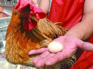 Video: Chú gà trống vừa biết gáy vừa biết đẻ trứng