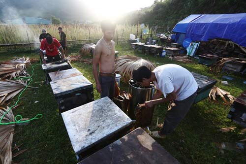 Nuôi ong nguy hiểm, thu tiền tỷ mỗi mùa ở Mộc Châu - 2