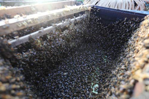 Nuôi ong nguy hiểm, thu tiền tỷ mỗi mùa ở Mộc Châu - 4