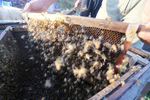 Nuôi ong nguy hiểm, thu tiền tỷ mỗi mùa ở Mộc Châu - 5