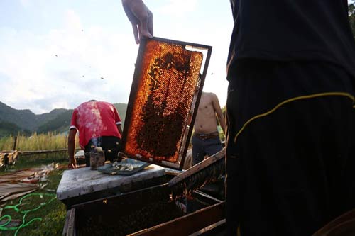 Nuôi ong nguy hiểm, thu tiền tỷ mỗi mùa ở Mộc Châu - 6