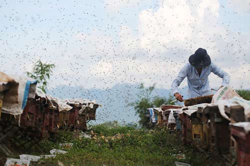 Nuôi ong nguy hiểm, thu tiền tỷ mỗi mùa ở Mộc Châu - 2