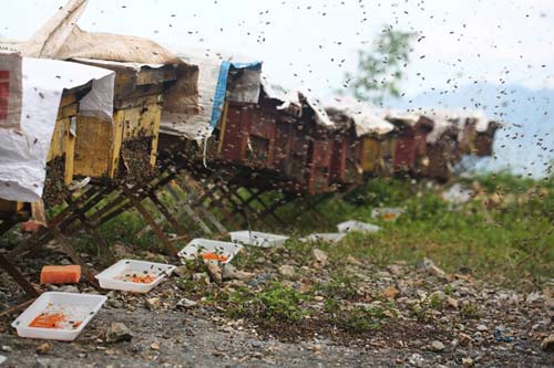 Nuôi ong nguy hiểm, thu tiền tỷ mỗi mùa ở Mộc Châu - 3