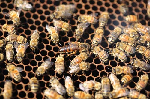 Nuôi ong nguy hiểm, thu tiền tỷ mỗi mùa ở Mộc Châu - 6