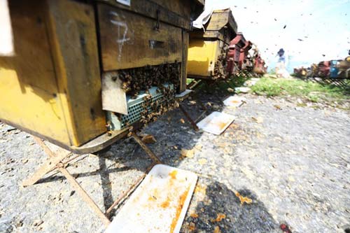 Nuôi ong nguy hiểm, thu tiền tỷ mỗi mùa ở Mộc Châu - 7