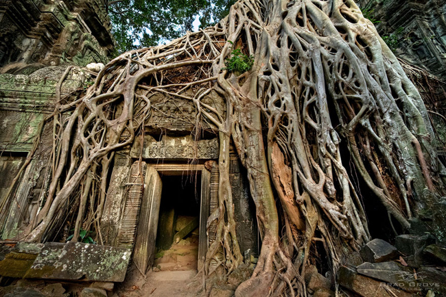 Rễ cây mọc trùm lên Đền Angkor Wat ở Campuchia
