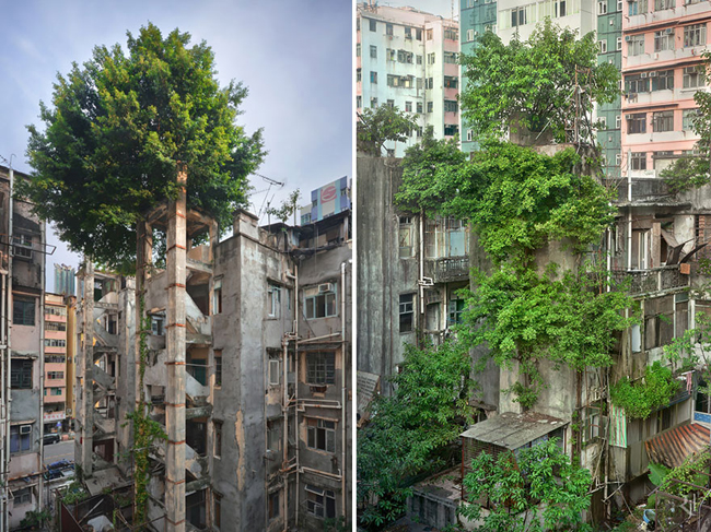 Những tán cây vẫn xanh tốt sau khi vượt qua những bức tường bê tông của một tòa nhà cũ ở Hồng Kông
