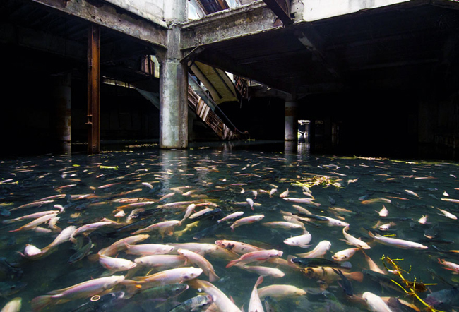 Một trung tâm thương mại bỏ hoang ở Bangkok trở thành nơi sinh sống của cá

