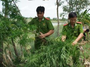 Pháp luật - Trồng cây cần sa để... "nuôi gia cầm"