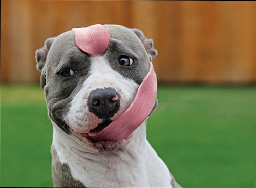 Chú chó có chiếc lưỡi dài nhất thế giới - 1