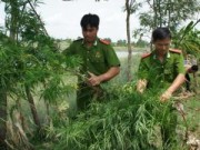 Pháp luật - Trồng cây cần sa để... &quot;nuôi gia cầm&quot;