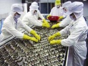 Thị trường - Tiêu dùng - Mỹ áp thuế 32 doanh nghiệp xuất khẩu tôm