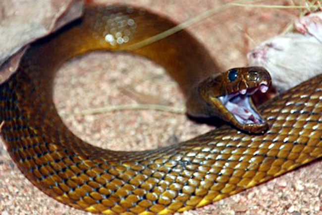 1.      Rắn Taipan – dài khoảng 1,8m, chủ yếu sống ở Australia, là loài rắn độc nhất thế giới. Nọc độc từ một vết cắn của loài rắn này đủ để giết 100 người đàn ông trưởng thành, tương đương với hơn 200 000 con chuột.




