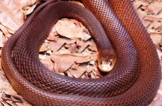 13. Rắn Taipan vùng ven biển – dài khoảng hơn 2m, sống chủ yếu  ở miền Bắc Australia, miền Nam Papua New Guinea, và miền Nam Indonesia. Nọc độc của chúng gây mở mắt, co giật, khó thở và tử vong sau nửa giờ đồng hồ. Khoảng 80% người bị loài này cắn sẽ tử vong.


