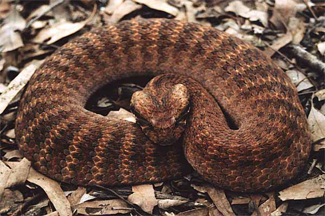 14. Rắn Death Adder – chủ yếu sống ở Australia và New Guinea. Đây là một trong những loài rắn nguy hiểm nhất thế giới với nọc độc có thể khiến con mồi tử vong trong 6 tiếng đồng hồ.


