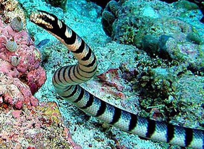 15. Rắn biển Belcher – chủ yếu sống ở vùng biển ngoài khơi Đông Nam Á và miền Bắc Australia. Đây là loài rắn độc nhất dưới nước cũng là loài rắn độc nhất trên thế giới. Chỉ cần vài miligram nọc độc của chúng là đủ để giết chết hàng ngàn người.


