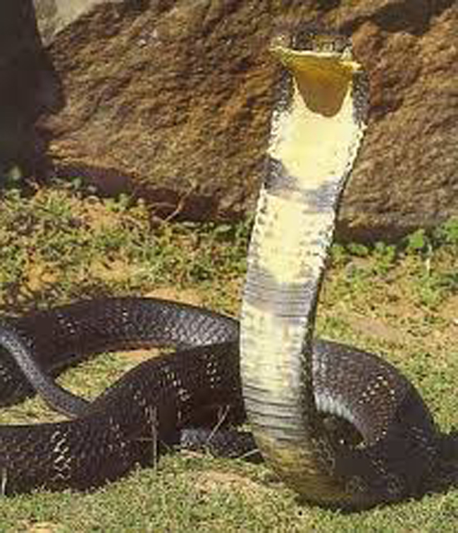 2.      Rắn hổ mang chúa (King Kobra) – có chiều dài khoảng 3m, loài trưởng thành có thể dài tới 4,5m, chủ yếu sống ở miền Đông và Đông Nam Á. Đây là loài rắn độc  nhất thế giới, nọc độc của chúng có thể giết chết một con người chỉ trong vòng 30 phút.


