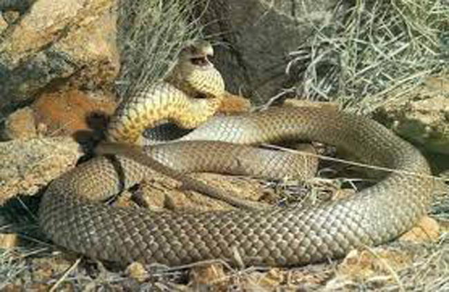9.      Rắn Eastern Brown (Common Brown) - có chiều dài từ 1,5-1,8m, chủ yếu sống ở Australia. Khi trưởng thành, loài rắn này sẽ bị phân hóa thành nhiều màu sắc khác nhau, ngoài màu nâu còn có màu vàng và xám đen. Đây là loài rắn cực độc đứng thứ hai trên thế giới.


