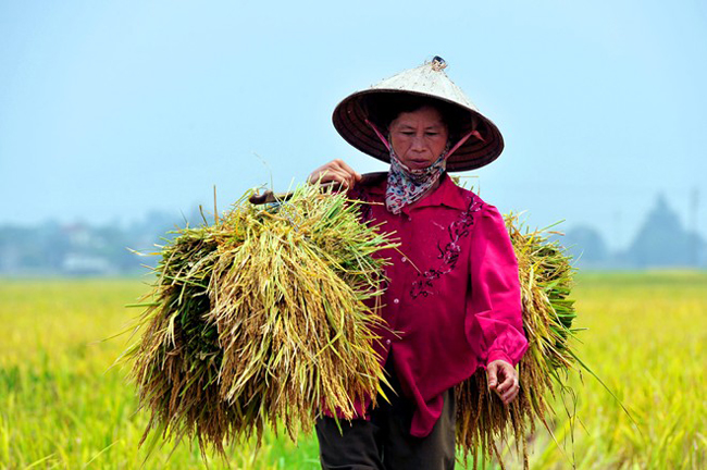 Mùa gặt trên cánh đồng ở huyện Thanh Oai.
