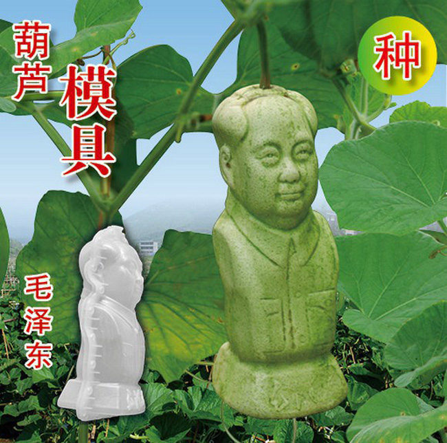 Anh chàng nông dân Xie Lyu Zhi ở Trung Quốc đã sáng tạo ra những quả bầu có hình dáng siêu độc. Trong hình là quả bầu hình chủ tịch Mao Trạch Đông.










