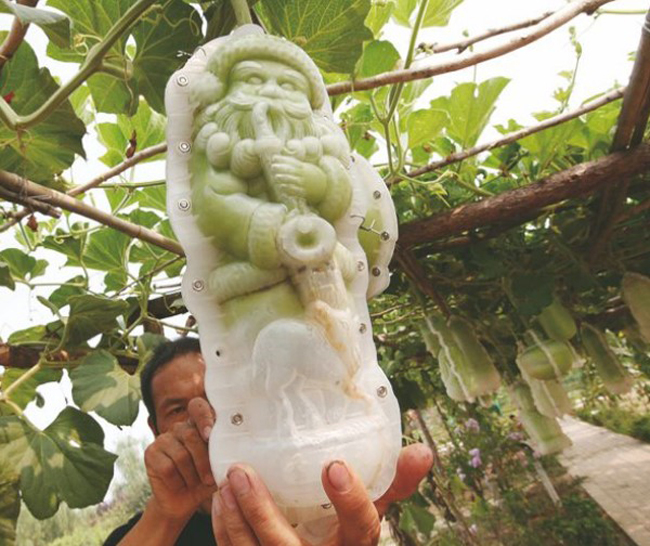 Quả bầu ông già Noel



