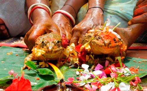 Hai bé gái 7 tuổi ở Ấn Độ kết hôn với... ếch - 1