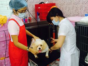 Thị trường - Tiêu dùng - Chăm thú cưng, hái ra tiền