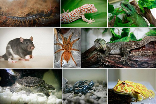 9X từng bị xa lánh vì sở thích độc - 4