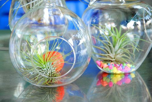 Cây sống không cần đất đắt hàng ở miền Tây - 1