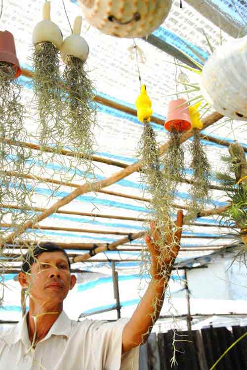 Cây sống không cần đất đắt hàng ở miền Tây - 10