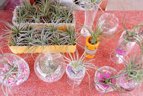 Cây sống không cần đất đắt hàng ở miền Tây - 11