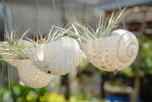 Cây sống không cần đất đắt hàng ở miền Tây - 12