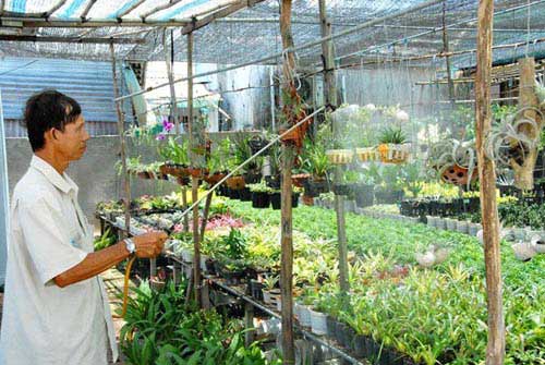 Cây sống không cần đất đắt hàng ở miền Tây - 13