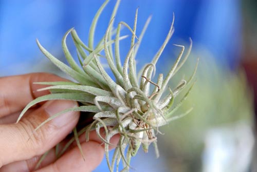 Cây sống không cần đất đắt hàng ở miền Tây - 14